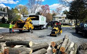 Homeland, GA Tree Removal and Landscaping Services Company